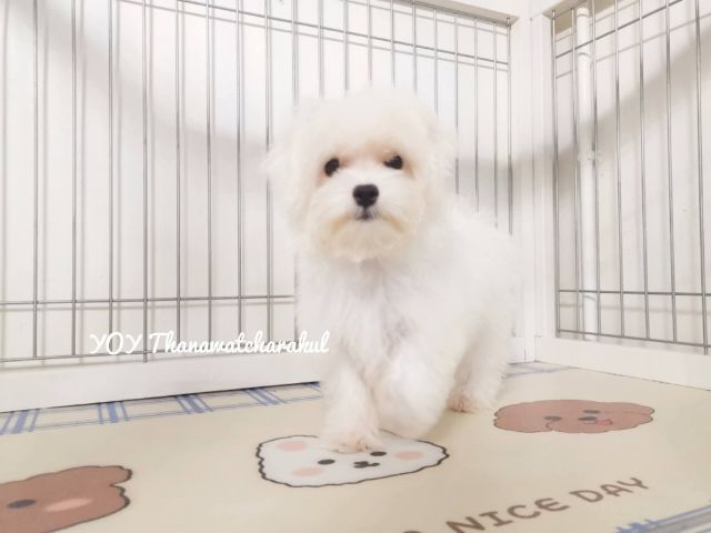 มอลติพู Maltipoo  male female รูปที่ 2