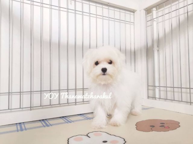 มอลติพู Maltipoo  male female รูปที่ 4