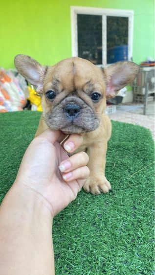 เฟรนช์บลูด็อก รูปที่ 2