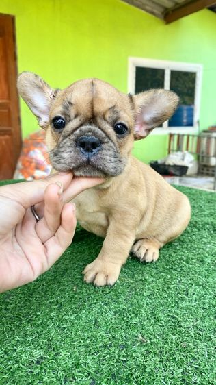 เฟรนช์บลูด็อก