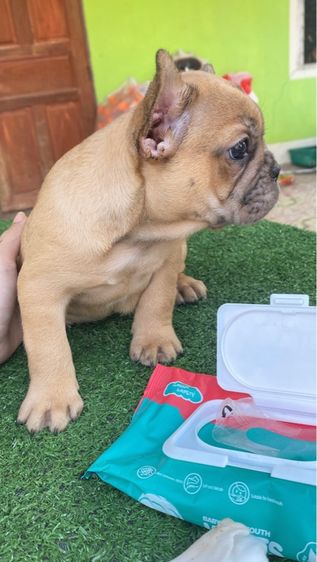 เฟรนช์บลูด็อก รูปที่ 4