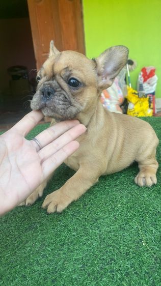 เฟรนช์บลูด็อก รูปที่ 5