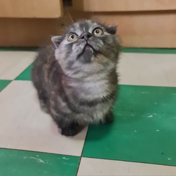 ดญ มันช์กิ้น ขาสั้น  รูปที่ 3