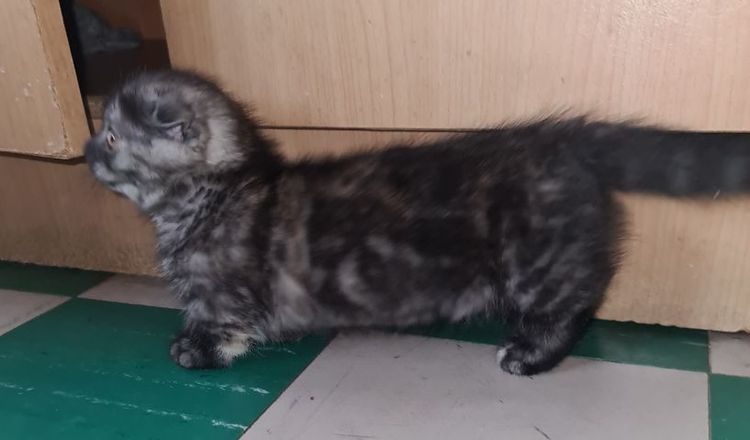 ดญ มันช์กิ้น ขาสั้น  รูปที่ 8