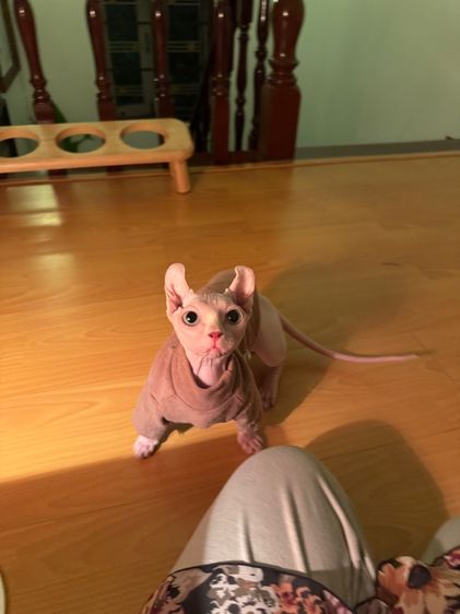 สฟิงค์ dwelf ขาสั้น ตาฟ้า หูพลิก รูปที่ 9