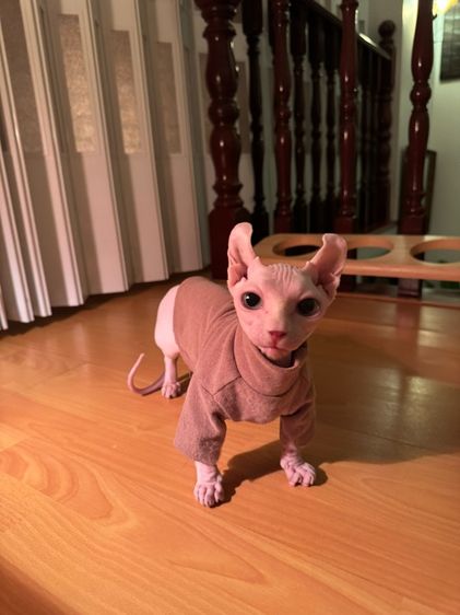 สฟิงค์ dwelf ขาสั้น ตาฟ้า หูพลิก รูปที่ 6