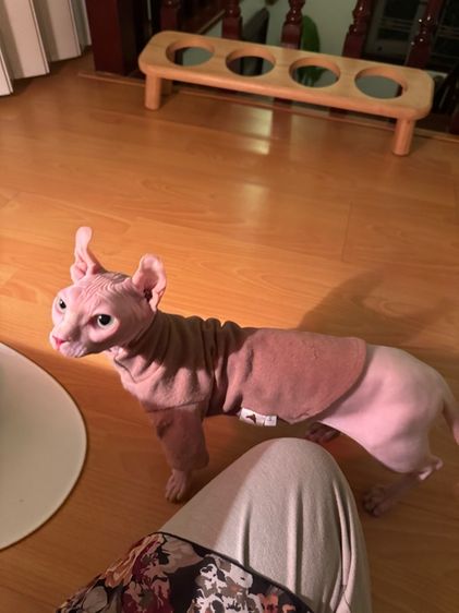 สฟิงค์ dwelf ขาสั้น ตาฟ้า หูพลิก รูปที่ 10