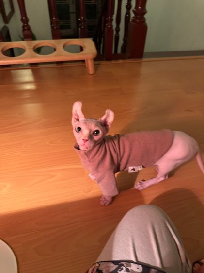 สฟิงค์ dwelf ขาสั้น ตาฟ้า หูพลิก รูปที่ 8