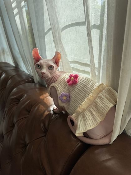 สฟิงค์ dwelf ขาสั้น ตาฟ้า หูพลิก รูปที่ 4