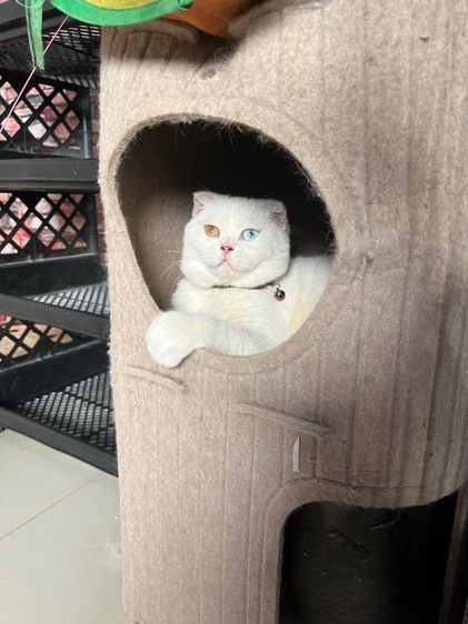 ลดประชากร scottish foldชายตาสองสี รูปที่ 5