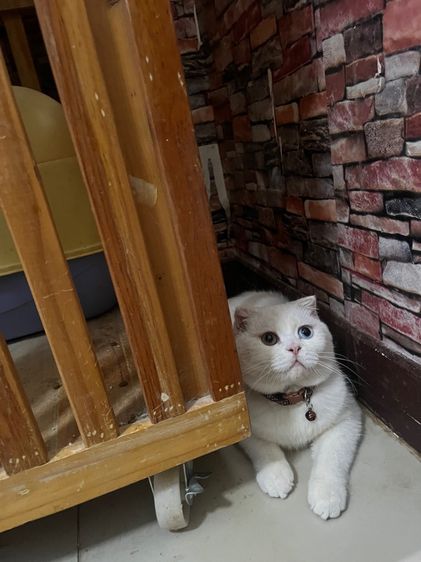 ลดประชากร scottish foldชายตาสองสี รูปที่ 3