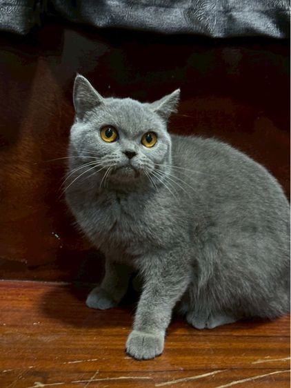 บริติช ชอร์ตแฮร์ (British Shorthair) แมวบริติช