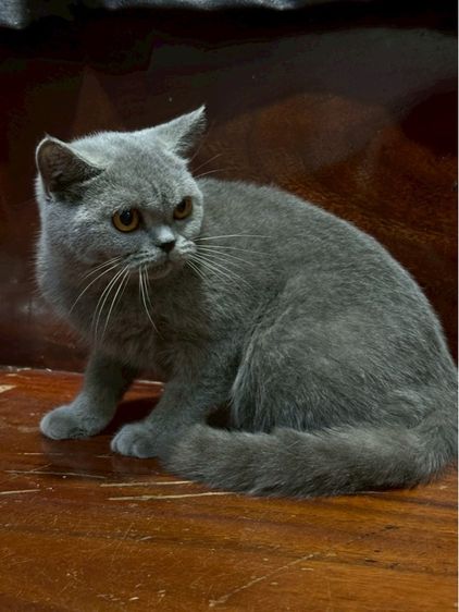 แมวบริติช รูปที่ 2