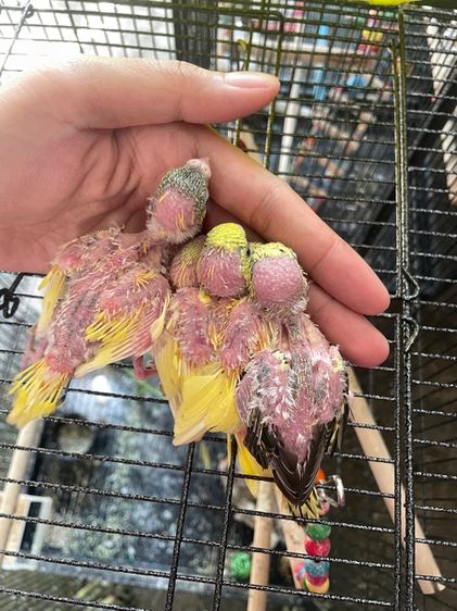 ลูกป้อนหงส์หยก