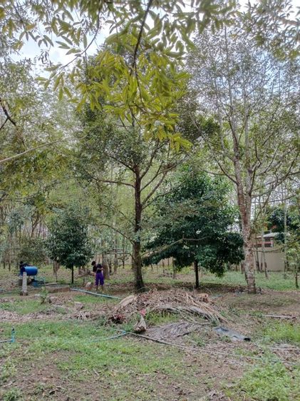 ใช่ ขายที่ดินสวนผลไม้ รูปที่ 3