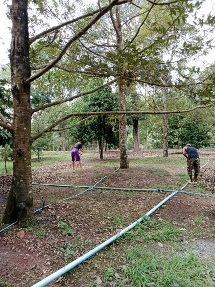 ใช่ ขายที่ดินสวนผลไม้ รูปที่ 4