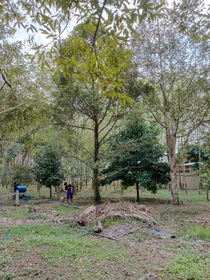 ใช่ ขายที่ดินสวนผลไม้บ้านเรือนไทย ✓ ทำเลดีสวยที่ดินคุณภาพ รูปที่ 2