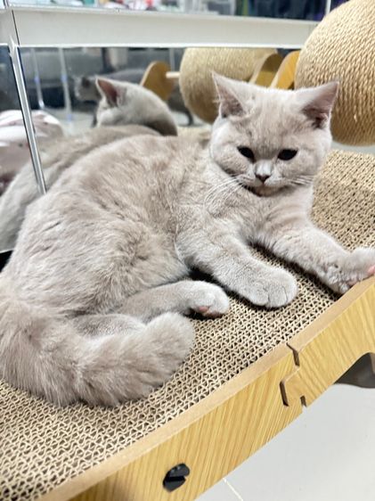 บริติชช้อตแฮร์ รูปที่ 3