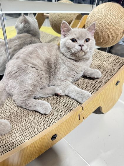 บริติชช้อตแฮร์ รูปที่ 7