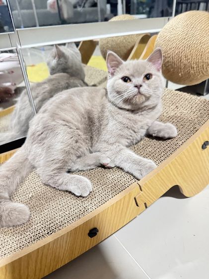 บริติชช้อตแฮร์ รูปที่ 5