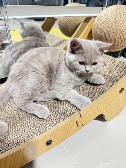 บริติชช้อตแฮร์ รูปที่ 6