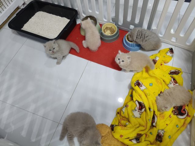 บริติชช็อตแฮร์ รูปที่ 2