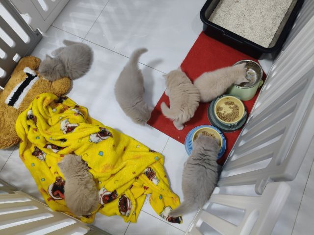 บริติชช็อตแฮร์ รูปที่ 4