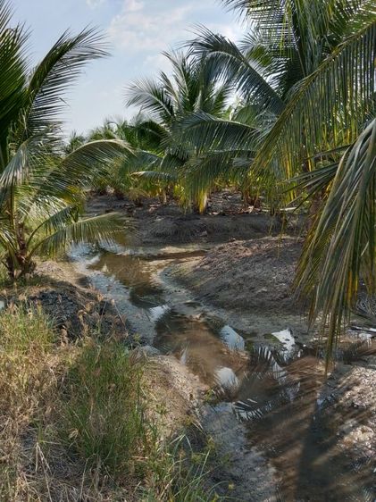 ใช่ ขายที่ดินสวนมะพร้าว รูปที่ 3