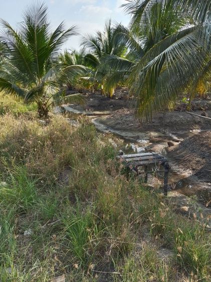 ใช่ ขายที่ดินสวนมะพร้าว รูปที่ 4