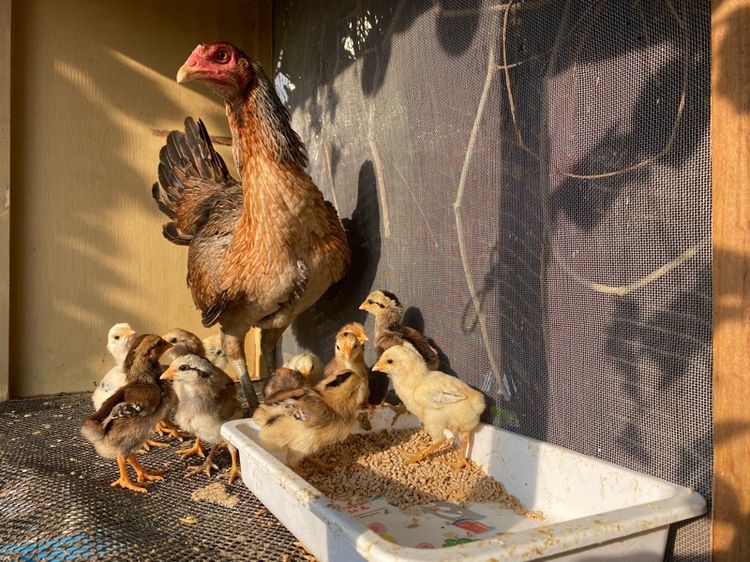 ขายไก่พม่า1คู่พร้อมลูก13ตัว รูปที่ 6