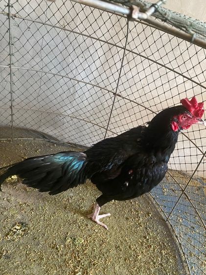 ขายไก่พม่า1คู่พร้อมลูก13ตัว รูปที่ 2