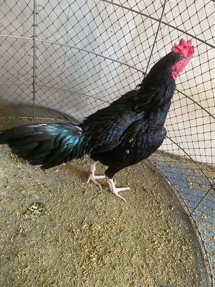 ขายไก่พม่า1คู่พร้อมลูก13ตัว รูปที่ 3