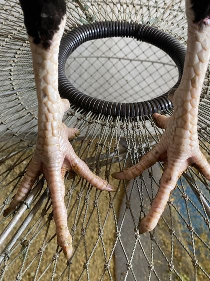 ขายไก่พม่า1คู่พร้อมลูก13ตัว รูปที่ 4