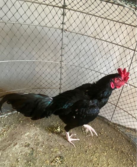 ขายไก่พม่า1คู่พร้อมลูก13ตัว