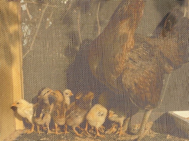 ขายไก่พม่า1คู่พร้อมลูก13ตัว รูปที่ 8