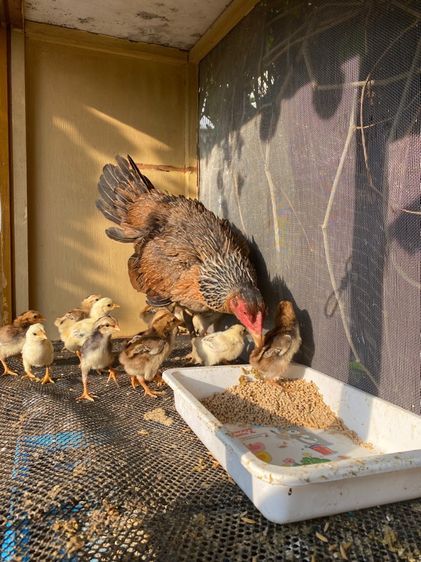 ขายไก่พม่า1คู่พร้อมลูก13ตัว รูปที่ 5