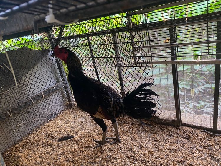 ขายไก่พม่ารุ่น1คู่ รูปที่ 5