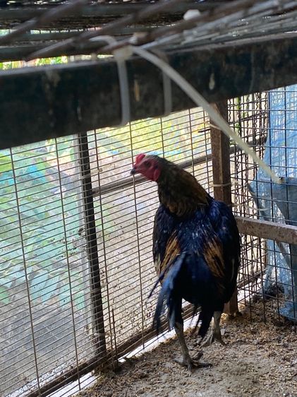 ขายไก่พม่ารุ่น1คู่ รูปที่ 12