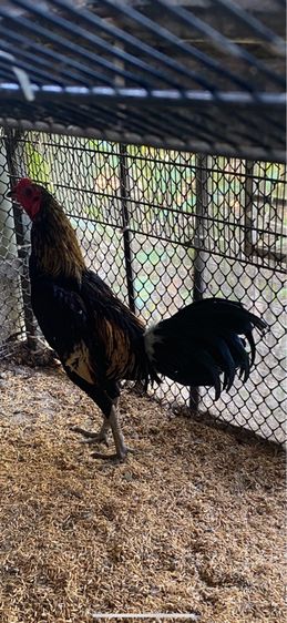 ขายไก่พม่ารุ่น1คู่ รูปที่ 10