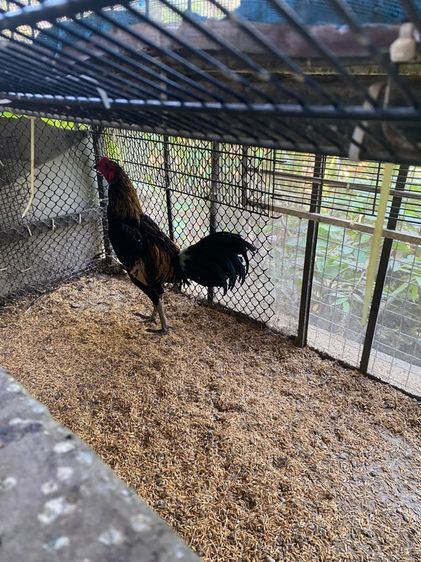 ขายไก่พม่ารุ่น1คู่ รูปที่ 13