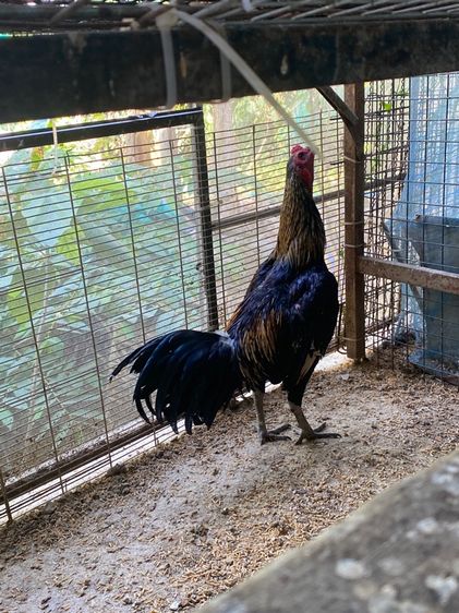 ขายไก่พม่ารุ่น1คู่ รูปที่ 7