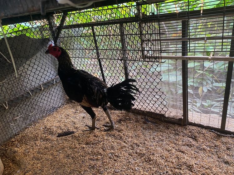 ขายไก่พม่ารุ่น1คู่ รูปที่ 2