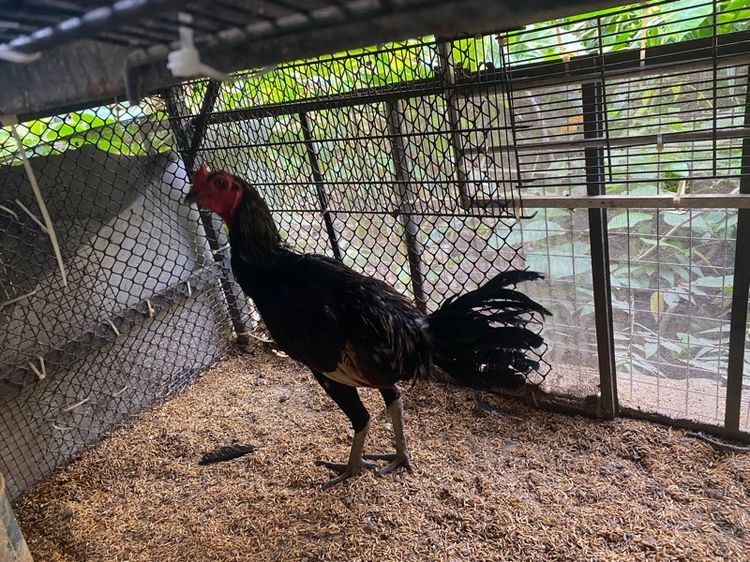 ขายไก่พม่ารุ่น1คู่ รูปที่ 6