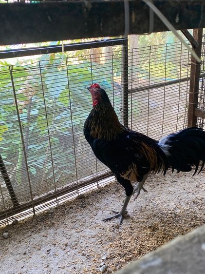 ขายไก่พม่ารุ่น1คู่ รูปที่ 15