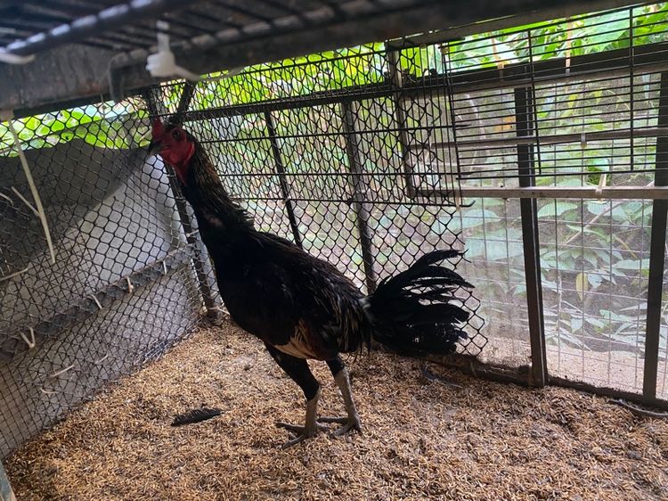 ขายไก่พม่ารุ่น1คู่ รูปที่ 3