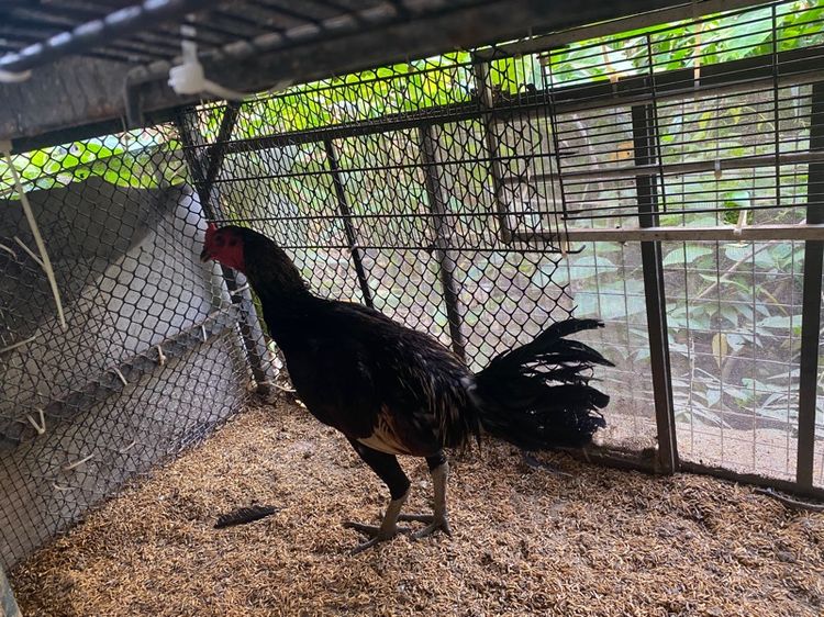 ขายไก่พม่ารุ่น1คู่ รูปที่ 4