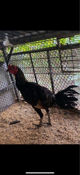 ขายไก่พม่ารุ่น1คู่