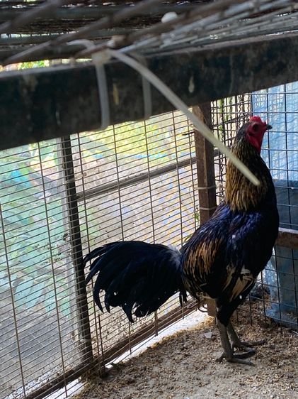 ขายไก่พม่ารุ่น1คู่ รูปที่ 11