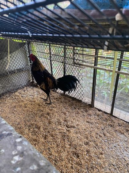 ขายไก่พม่ารุ่น1คู่ รูปที่ 14