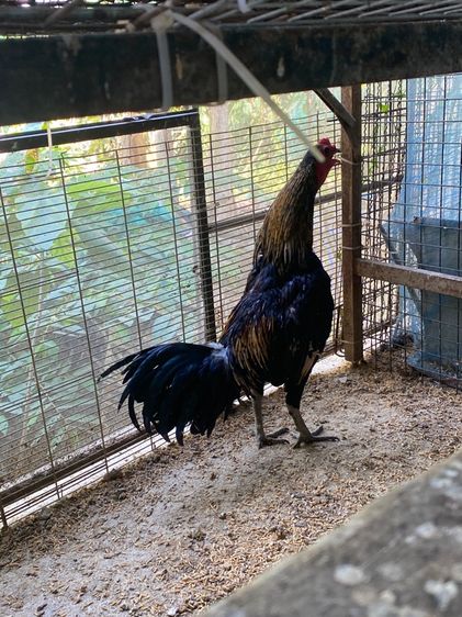 ขายไก่พม่ารุ่น1คู่ รูปที่ 9